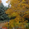 Fall Means Colour And Halloween!